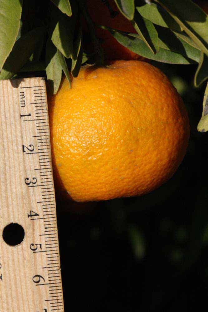              Fruit (Riverside, CA)       